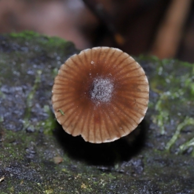 Mycena sp. (Mycena) at Paddys River, ACT - 13 Jul 2022 by TimL