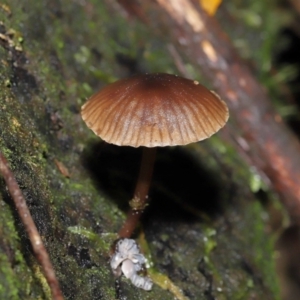 Mycena sp. at Tidbinbilla Nature Reserve - 13 Jul 2022 10:39 AM