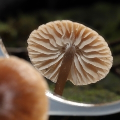 Mycena sp. at Tidbinbilla Nature Reserve - 13 Jul 2022 10:39 AM