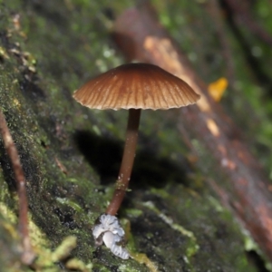 Mycena sp. at Tidbinbilla Nature Reserve - 13 Jul 2022 10:39 AM