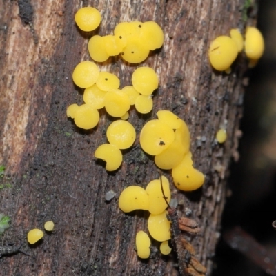Bisporella citrina (Yellow Fairy Cups or Lemon Discos) at Paddys River, ACT - 13 Jul 2022 by TimL