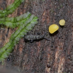 Bisporella citrina at Paddys River, ACT - 13 Jul 2022 11:02 AM