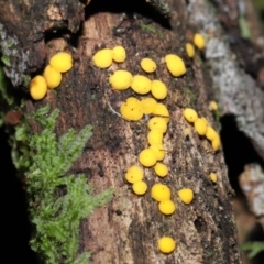 Bisporella citrina at Paddys River, ACT - 13 Jul 2022