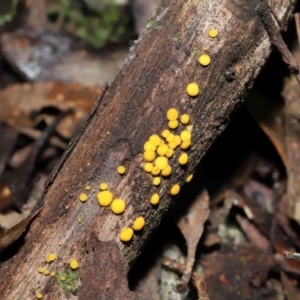 Bisporella citrina at Paddys River, ACT - 13 Jul 2022