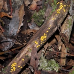 Bisporella citrina at Paddys River, ACT - 13 Jul 2022