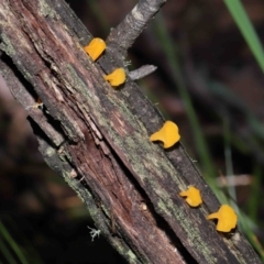 Heterotextus sp. (A yellow saprophytic jelly fungi) at Paddys River, ACT - 13 Jul 2022 by TimL
