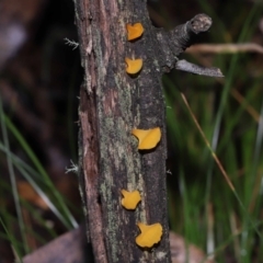 Heterotextus sp. at Paddys River, ACT - 13 Jul 2022 11:28 AM