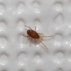 Acari (informal subclass) (Unidentified mite) at Evatt, ACT - 7 Jul 2022 by TimL