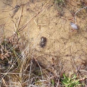 Crinia signifera at Gundaroo, NSW - 25 Jul 2022