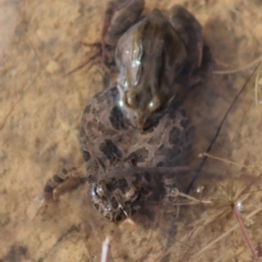 Crinia signifera at Gundaroo, NSW - 25 Jul 2022