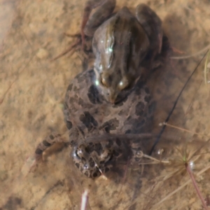 Crinia signifera at Gundaroo, NSW - 25 Jul 2022 01:20 PM