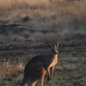 Macropus giganteus at Gundaroo, NSW - 23 Jul 2022 07:23 AM