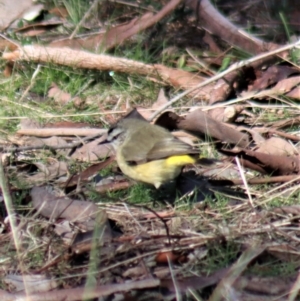 Acanthiza chrysorrhoa at Gundaroo, NSW - 25 Jul 2022