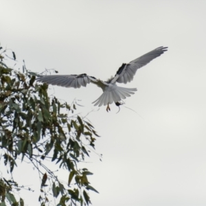 Elanus axillaris at Pialligo, ACT - 25 Jul 2022 01:56 PM