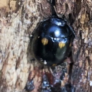 Paropsisterna octosignata at Hughes, ACT - 19 Jul 2022