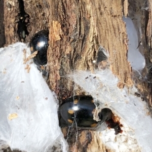 Paropsisterna octosignata at Hughes, ACT - 19 Jul 2022 11:48 AM