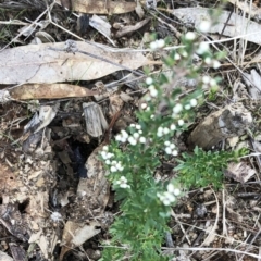 Cryptandra amara (Bitter Cryptandra) at Garran, ACT - 10 Jul 2022 by ruthkerruish