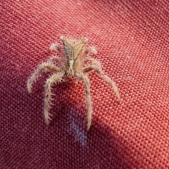 Sidymella hirsuta (Hairy crab spider) at Rugosa - 25 Jul 2022 by SenexRugosus