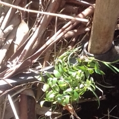 Asparagus asparagoides at Watson, ACT - 25 Jul 2022 12:01 PM