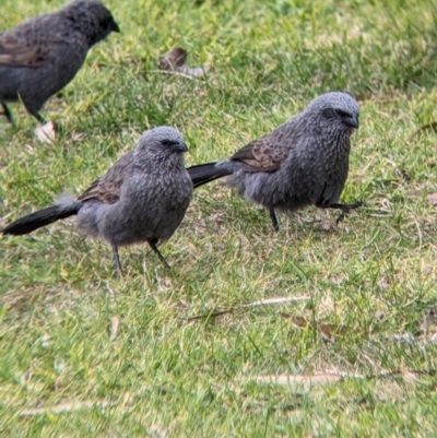 Struthidea cinerea (Apostlebird) at Urana, NSW - 25 Jul 2022 by Darcy