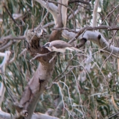 Philemon citreogularis at Urana, NSW - 25 Jul 2022