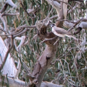 Philemon citreogularis at Urana, NSW - 25 Jul 2022