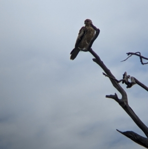 Haliastur sphenurus at Urana, NSW - 25 Jul 2022