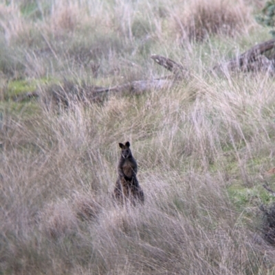 Wallabia bicolor (Swamp Wallaby) at Urana, NSW - 25 Jul 2022 by Darcy