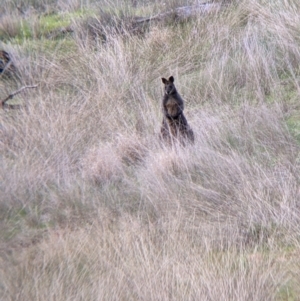 Wallabia bicolor at Urana, NSW - 25 Jul 2022