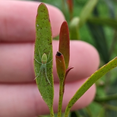 Unidentified Spider (Araneae) at Urana, NSW - 25 Jul 2022 by Darcy