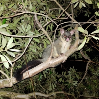 Trichosurus vulpecula (Common Brushtail Possum) at Kambah, ACT - 25 Jul 2022 by MatthewFrawley