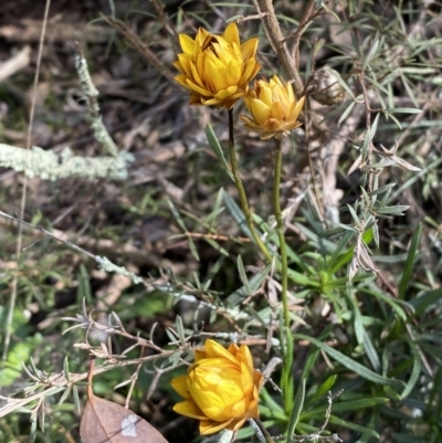 Xerochrysum viscosum (Sticky Everlasting) at Burra, NSW - 23 Jul 2022 by SteveBorkowskis
