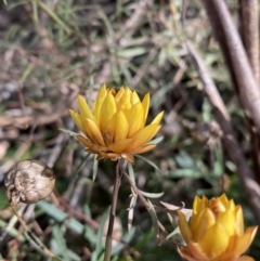 Xerochrysum viscosum at Burra, NSW - 23 Jul 2022