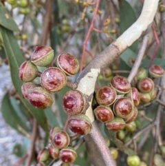 Eucalyptus macrorhyncha (Red Stringybark) at Bicentennial Park - 25 Jul 2022 by Steve_Bok