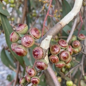 Eucalyptus macrorhyncha at Queanbeyan West, NSW - 25 Jul 2022