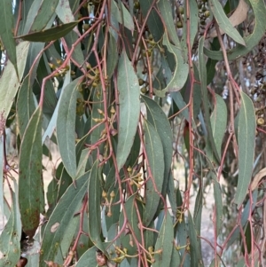 Eucalyptus macrorhyncha at Queanbeyan West, NSW - 25 Jul 2022