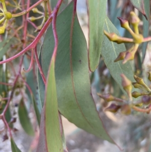 Eucalyptus macrorhyncha at Queanbeyan West, NSW - 25 Jul 2022