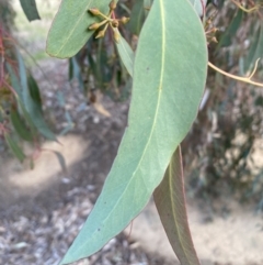 Eucalyptus macrorhyncha at Queanbeyan West, NSW - 25 Jul 2022