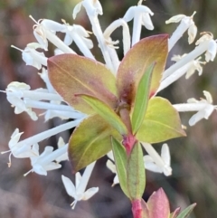 Pimelea linifolia subsp. linifolia at Queanbeyan West, NSW - 25 Jul 2022