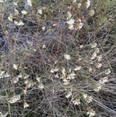 Pimelea linifolia subsp. linifolia at Queanbeyan West, NSW - 25 Jul 2022