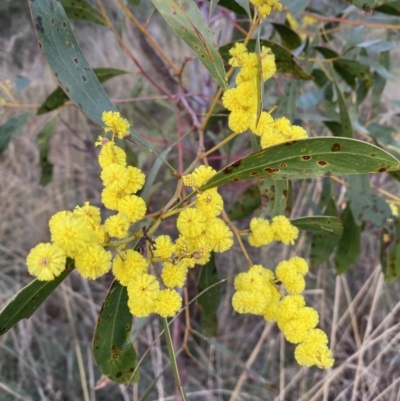 Acacia pycnantha (Golden Wattle) at Bicentennial Park - 25 Jul 2022 by Steve_Bok