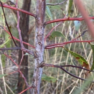 Acacia pycnantha at Queanbeyan West, NSW - 25 Jul 2022