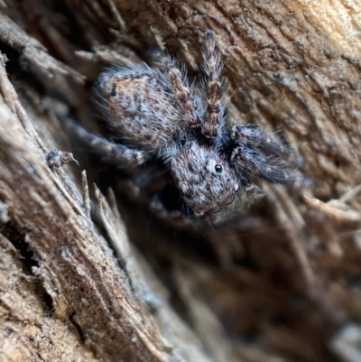 Servaea incana (Hoary Servaea) at Queanbeyan West, NSW - 25 Jul 2022 by SteveBorkowskis