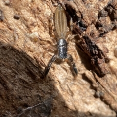 Holoplatys sp. (genus) (Unidentified Holoplatys jumping spider) at Queanbeyan West, NSW - 25 Jul 2022 by SteveBorkowskis