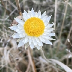 Leucochrysum albicans subsp. tricolor (Hoary Sunray) at Queanbeyan West, NSW - 25 Jul 2022 by SteveBorkowskis