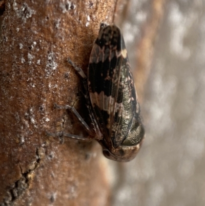 Eurypella tasmaniensis (Eurypella tasmaniensis) at Queanbeyan West, NSW - 25 Jul 2022 by Steve_Bok