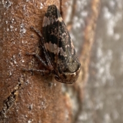 Eurypella tasmaniensis at Queanbeyan West, NSW - 25 Jul 2022