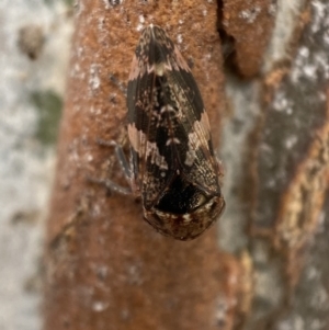 Eurypella tasmaniensis at Queanbeyan West, NSW - 25 Jul 2022