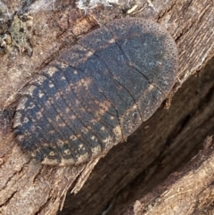 Laxta granicollis (Common bark or trilobite cockroach) at Queanbeyan West, NSW - 25 Jul 2022 by Steve_Bok