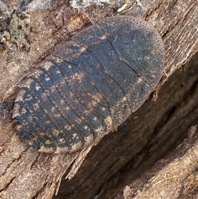 Laxta granicollis (Common bark or trilobite cockroach) at Queanbeyan West, NSW - 25 Jul 2022 by Steve_Bok